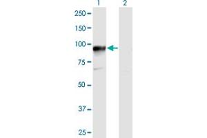 Western Blot analysis of HOOK3 expression in transfected 293T cell line by HOOK3 MaxPab polyclonal antibody. (HOOK3 antibody  (AA 1-718))