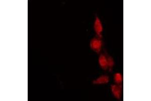 ABIN6278619 staining HeLa by IF/ICC. (OR9G1 antibody  (Internal Region))