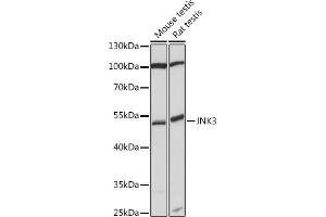 Western blot analysis of extracts of various cell lines, using JNK3 antibody (ABIN7268612) at 1:1000 dilution. (MAPK10 antibody)