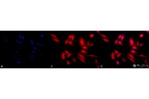 Immunocytochemistry/Immunofluorescence analysis using Rat Anti-HSF2 Monoclonal Antibody, Clone 3E2 .