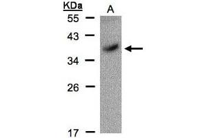 Image no. 1 for anti-POU Class 5 Homeobox 1 (POU5F1) (AA 101-295) antibody (ABIN467420) (OCT4 antibody  (AA 101-295))
