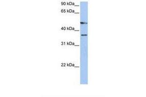 Image no. 1 for anti-Forkhead Box D4-Like 3 (FOXD4L3) (C-Term) antibody (ABIN6738406) (FOXD4L3 antibody  (C-Term))
