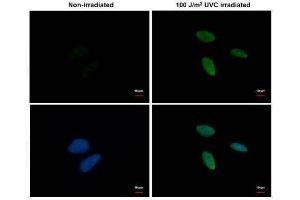 ICC/IF Image Chk1 (phospho Ser345) antibody [C1C2], Internal detects Chk1 (phospho Ser345) protein at nucleus by immunofluorescent analysis.