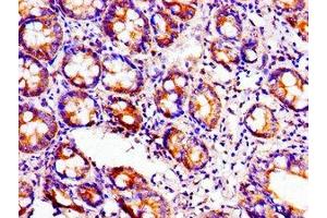 Immunohistochemistry of paraffin-embedded human small intestine tissue using ABIN7149308 at dilution of 1:100