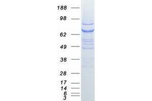 Validation with Western Blot (VPS33B Protein (Myc-DYKDDDDK Tag))