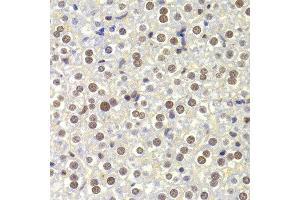 Immunohistochemistry of paraffin-embedded Mouse liver using NASP antibody at dilution of 1:100 (x400 lens). (NASP antibody)