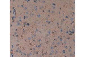 Figure. (RELT antibody  (AA 222-363))
