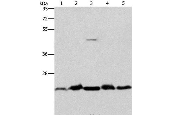 THOC7 antibody