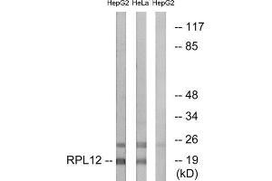Western Blotting (WB) image for anti-Ribosomal Protein L12 (RPL12) (Internal Region) antibody (ABIN1850610) (RPL12 antibody  (Internal Region))