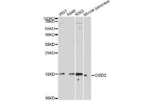 Western blot analysis of extracts of various cell lines, using CISD2 antibody. (CISD2 antibody  (AA 61-135))