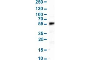 Western Blot analysis of human cell line HepG2. (HNF4A antibody  (AA 369-473))