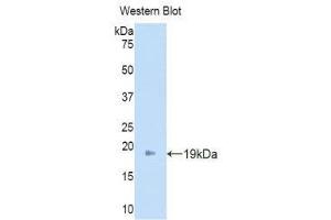 Western Blotting (WB) image for anti-Angiopoietin 2 (ANGPT2) (AA 19-147) antibody (ABIN1171928)