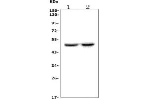 Western blot analysis of Drd4 using anti-Drd4 antibody (ABIN7602065).