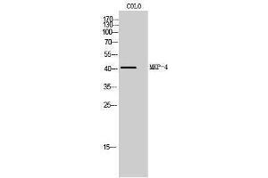 Western Blotting (WB) image for anti-Dual Specificity Phosphatase 9 (DUSP9) (Internal Region) antibody (ABIN3185577) (DUSP9 antibody  (Internal Region))