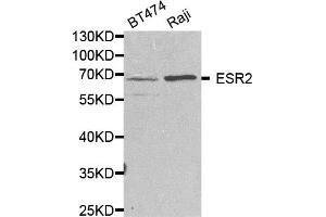Western blot analysis of extracts of various cell lines, using ESR2 antibody (ABIN5971372) at 1/1000 dilution. (ESR2 antibody)