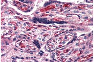 Anti-ADCYAP1R1 antibody  ABIN1048297 IHC staining of human placenta. (ADCYAP1R1 antibody  (N-Term))