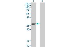 Western Blot analysis of TSSK3 expression in transfected 293T cell line by TSSK3 monoclonal antibody (M02), clone 3G8.
