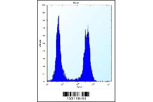 Flow cytometric analysis of K562 cells (right histogram) compared to a negative control cell (left histogram). (ARSF antibody  (AA 236-264))