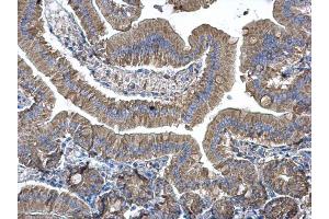 IHC-P Image EEF1B2 antibody [N1C3] detects EEF1B2 protein at cytoplasm on mouse duodenum by immunohistochemical analysis. (EEF1B2 antibody)