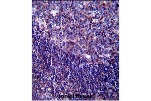 CD5 Antibody (Center) (ABIN657456 and ABIN2846483) immunohistochemistry analysis in formalin fixed and paraffin embedded human tonsil tissue followed by peroxidase conjugation of the secondary antibody and DAB staining. (CD5 antibody  (AA 203-232))