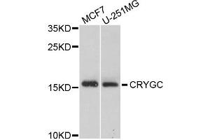 Western blot analysis of extracts of MCF7 and U251MG cells, using CRYGC antibody. (CRYGC antibody)