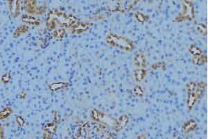 ABIN6279153 at 1/100 staining Mouse kidney tissue by IHC-P. (ATP5G1 antibody  (Internal Region))