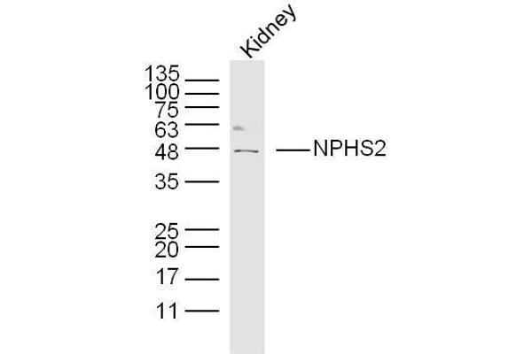 Podocin antibody  (AA 231-330)