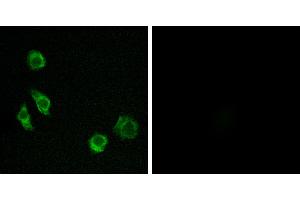 Peptide - +Western blot analysis of extracts from Jurkat cells, using GPRC5D antibody.