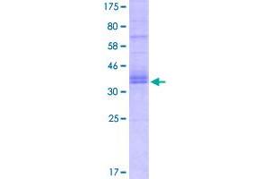 TNFRSF6B Protein (AA 30-300) (His-DYKDDDDK-Strep II Tag)