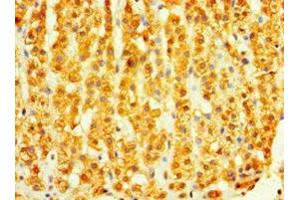 Immunohistochemistry of paraffin-embedded human adrenal gland tissue using ABIN7149619 at dilution of 1:100 (DHRS7 antibody  (AA 29-339))