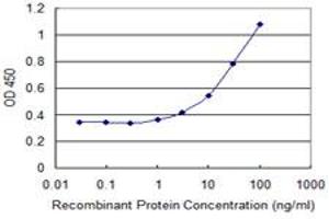 OR2A2 antibody  (AA 261-318)