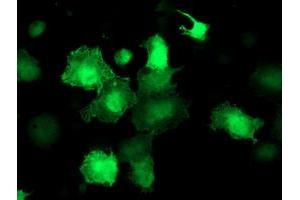 Anti-AKT1 mouse monoclonal antibody (ABIN2455509) immunofluorescent staining of COS7 cells transiently transfected by pCMV6-ENTRY AKT1 (RC220257). (AKT1 antibody)