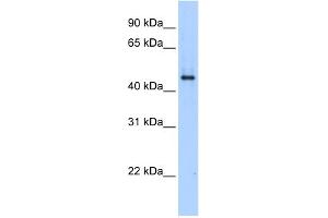WB Suggested Anti-SERPINE1 Antibody Titration:  0.