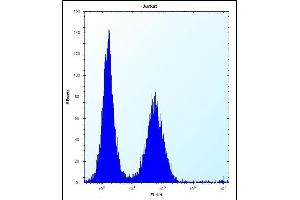 KCTD10 Antibody (C-term) (ABIN657313 and ABIN2846392) flow cytometric analysis of Jurkat cells (right histogram) compared to a negative control cell (left histogram). (KCTD10 antibody  (C-Term))