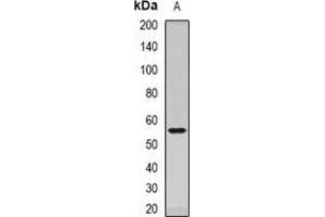 Western blot analysis of Dopamine Receptor D5 expression in mouse brain (A) whole cell lysates.