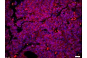 Mouse embryo tissue fixed in 4% PFA and paraffin embedded Citrate buffer (0. (PAX6 antibody  (AA 51-150))