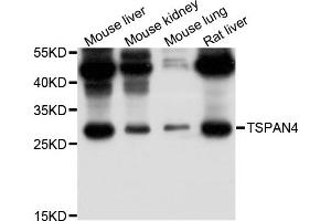 Western blot analysis of extracts of various cell lines, using TSPAN4 antibody (ABIN5999116) at 1/1000 dilution. (TSPAN4 antibody)
