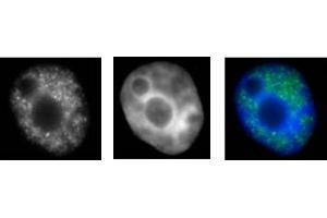 RNA pol II CTD Ser2ph / Ser5ph antibody (mAb) (Clone 1A12G10) tested by immunofluorescence. (RNA Pol II CTD Ser2ph / Ser5ph (pSer2), (pSer5) antibody)