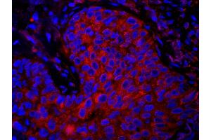 Immunofluorescence (IF) image for anti-Eukaryotic Translation Elongation Factor 1 gamma (EEF1G) (AA 200-250) antibody (ABIN7448955) (EEF1G antibody  (AA 200-250))