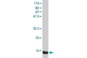 Western Blot detection against Immunogen (19. (IFNA2 antibody  (AA 24-188))