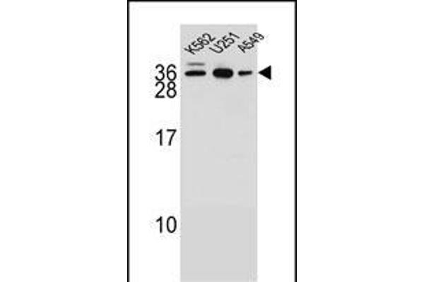 AMN1 antibody  (N-Term)