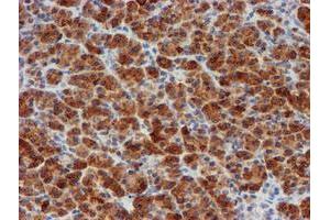 Image no. 3 for anti-Myeloid Leukemia Factor 1 (MLF1) antibody (ABIN1499495) (MLF1 antibody)