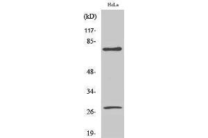 Western Blotting (WB) image for anti-Lamin A/C (LMNA) (Asp230), (cleaved) antibody (ABIN3179349) (Lamin A/C antibody  (Asp230, cleaved))