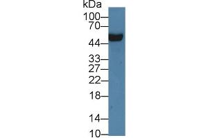 Western Blot; Sample: Rat Serum; Primary Ab: 3µg/ml Rabbit Anti-Rat APOH Antibody Second Ab: 0. (APOH antibody  (AA 20-297))