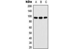 Western blot analysis of Ataxin 7 expression in A549 (A), NIH3T3 (B), PC12 (C) whole cell lysates. (ATXN7 antibody  (Center))