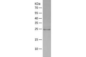 Western Blotting (WB) image for Glutathione S-Transferase alpha 1 (GSTA1) (AA 1-223) protein (His tag) (ABIN7123137) (GSTA1 Protein (AA 1-223) (His tag))