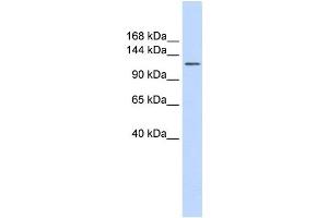 Western Blotting (WB) image for anti-Solute Carrier Family 24 (Sodium/potassium/calcium Exchanger), Member 1 (SLC24A1) antibody (ABIN2458787) (SLC24A1 antibody)