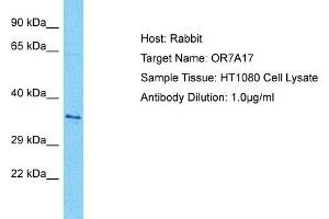 Host: Rabbit Target Name: OR7A17 Sample Type: HT1080 Whole Cell lysates Antibody Dilution: 1. (OR7A17 antibody  (C-Term))