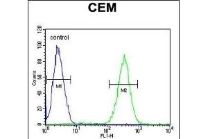 SLC5A12 Antibody (C-term) (ABIN6244243 and ABIN6577316) flow cytometric analysis of CEM cells (right histogram) compared to a negative control cell (left histogram). (SLC5A12 antibody  (C-Term))