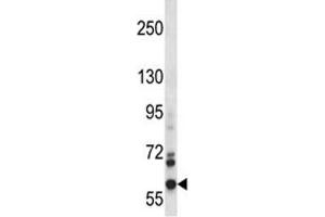 NOX5 antibody western blot analysis in CEM lysate. (NOX5 antibody  (AA 680-709))